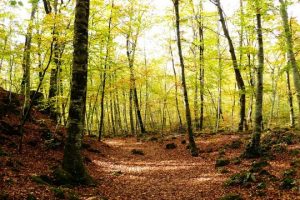 Fageda
