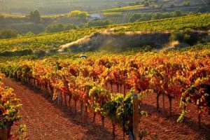 Penedes Wine