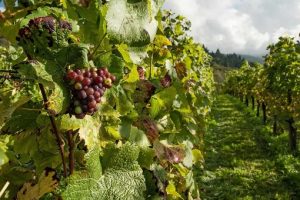 Penedes winefield