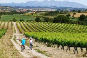 Tour Vineyard Penedes