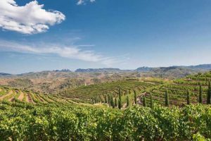Vineyard Torres