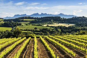 Vineyards Penedes